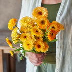 Pacific Apricot Beauty Calendula