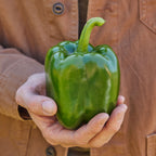 Emerald Giant Sweet Pepper