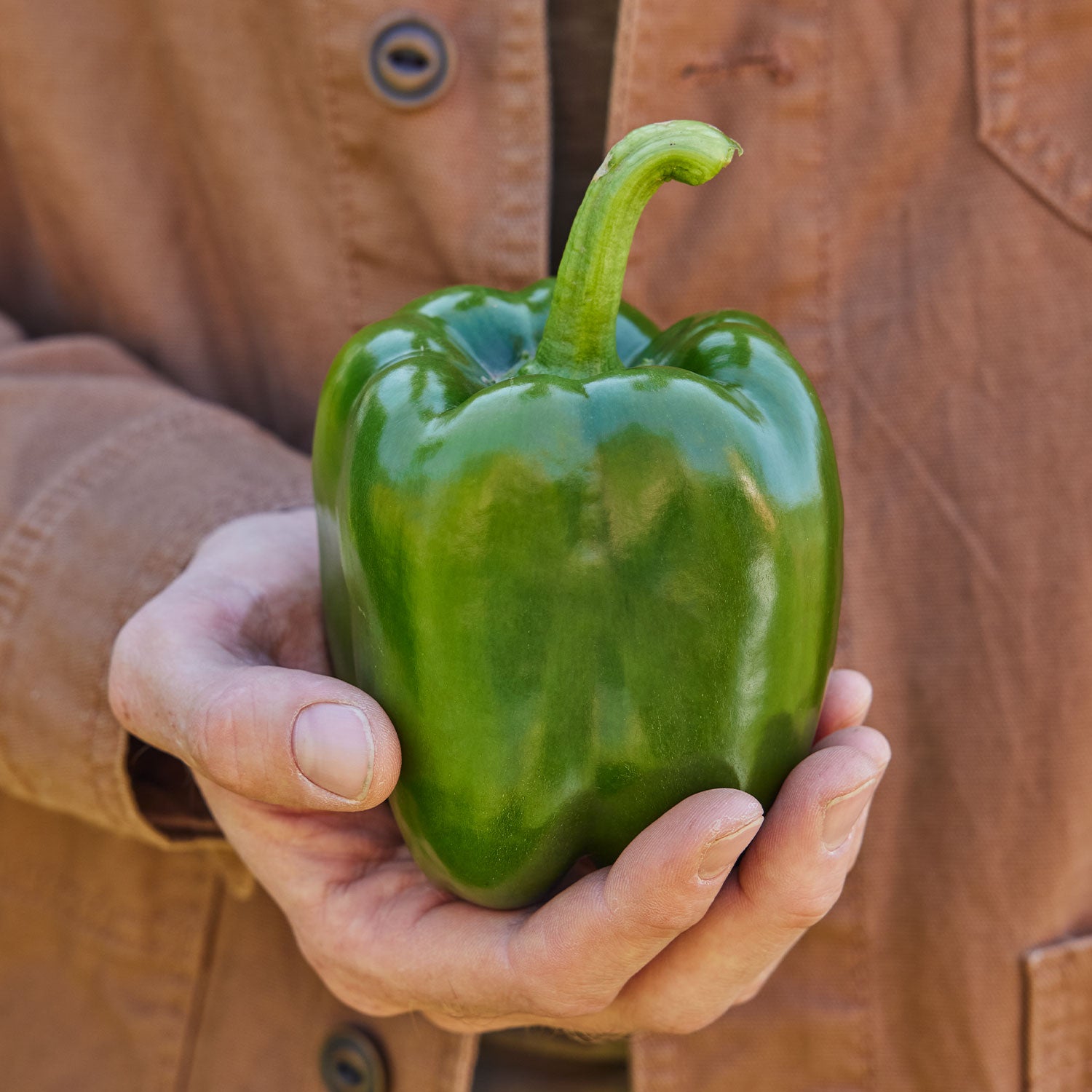Emerald Giant Sweet Pepper