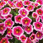 Can-Can® Bumblebee Pink Calibrachoa
