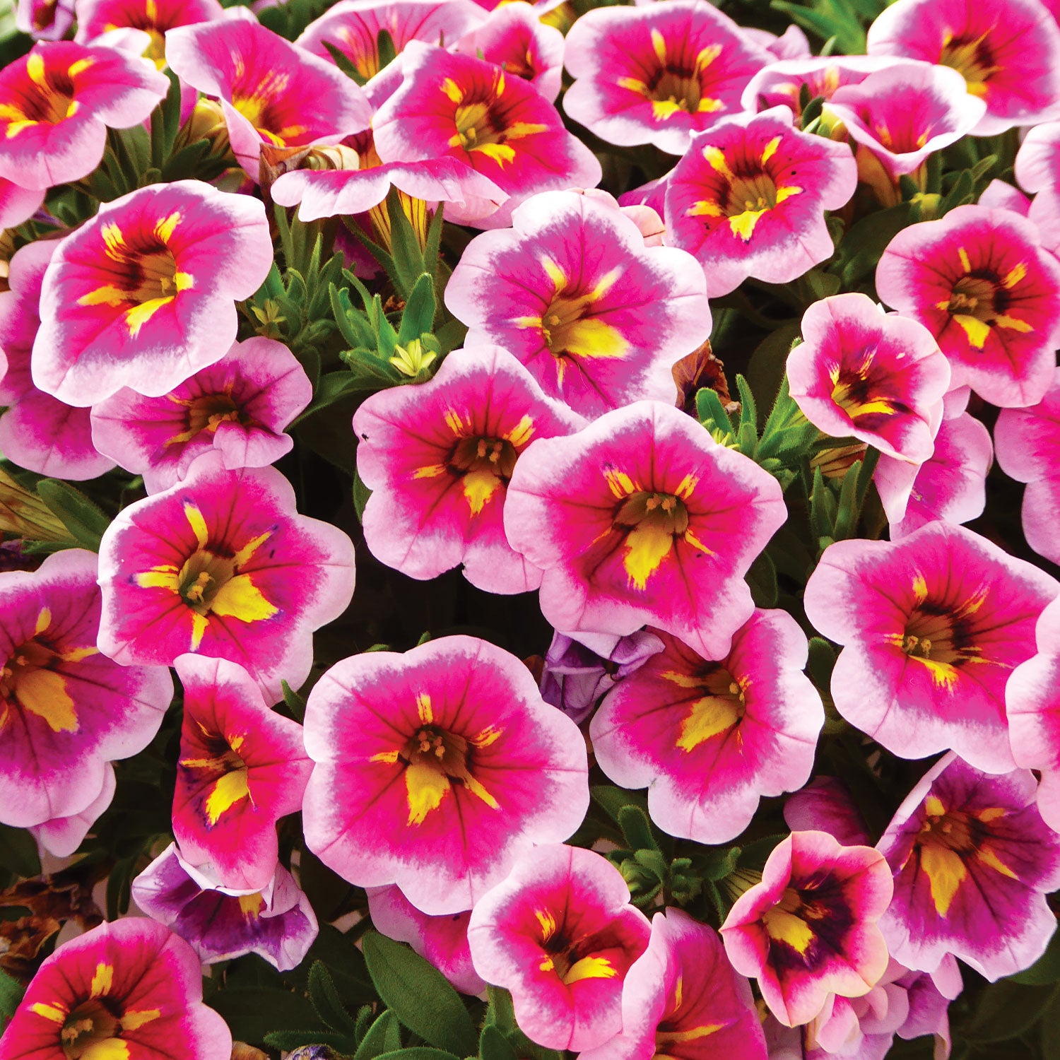 Can-Can® Bumblebee Pink Calibrachoa