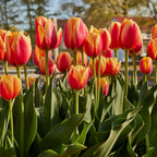 World Peace Tulip Bulbs