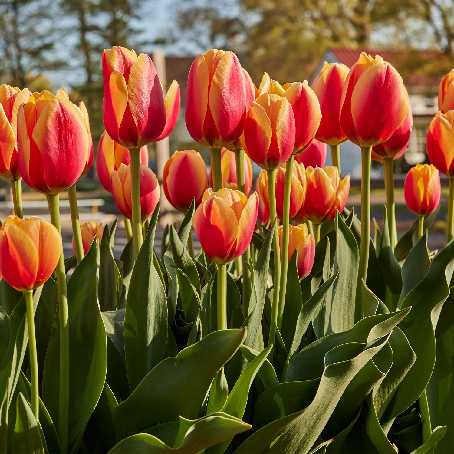 World Peace Tulip Bulbs