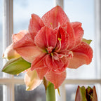 Sweet Nymph Amaryllis Bulb