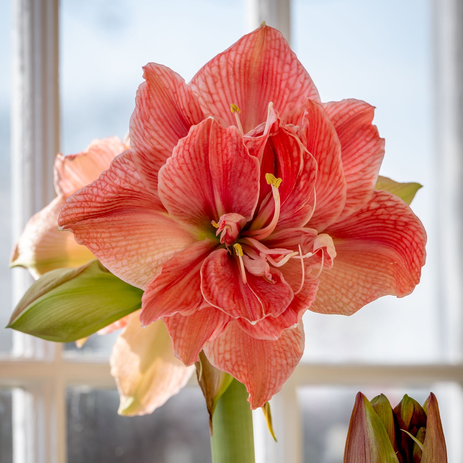 Sweet Nymph Amaryllis Bulb