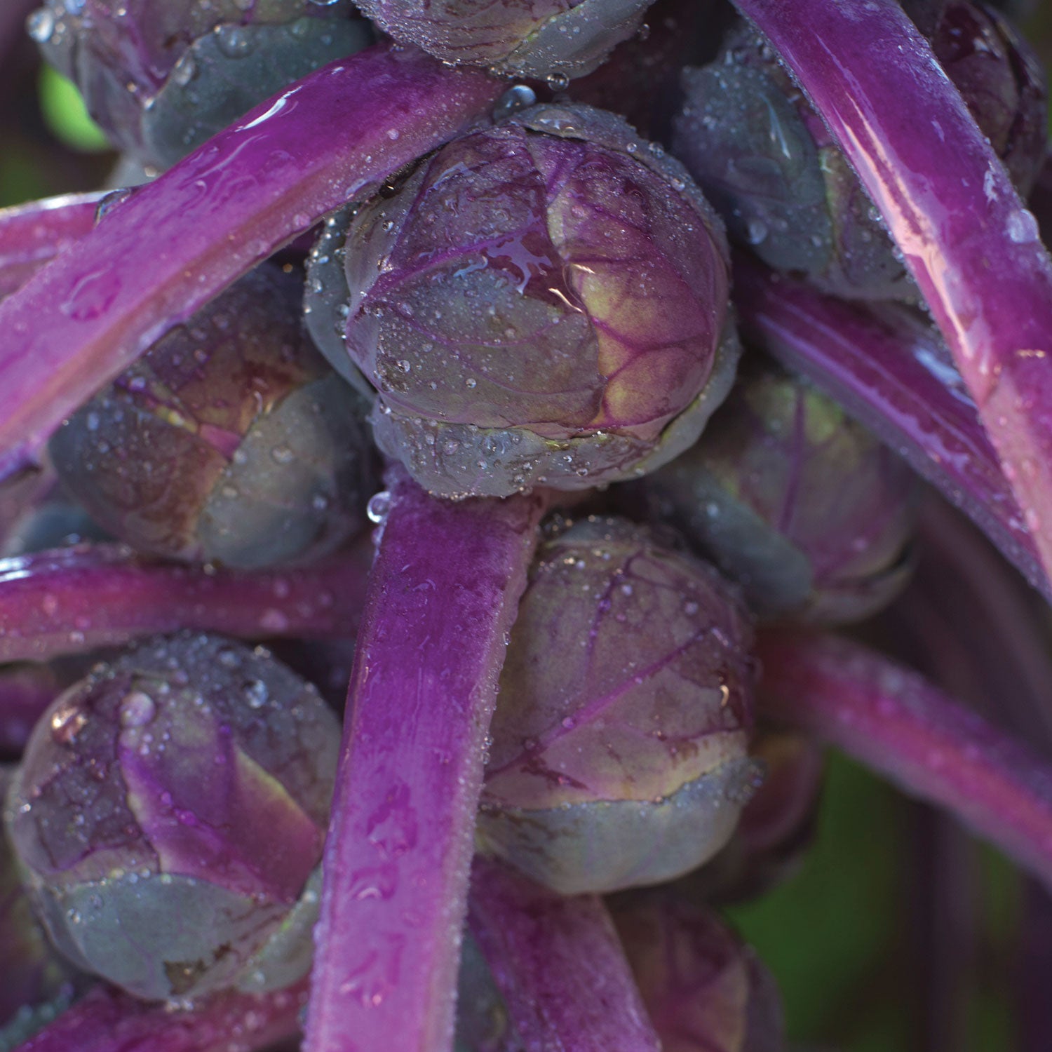 Redarling Brussels Sprouts