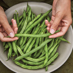 Big Kahuna Bush Bean