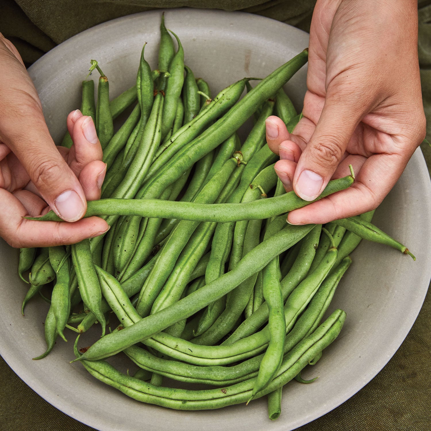 Big Kahuna Bush Bean