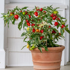 Confetti Sweet Pepper