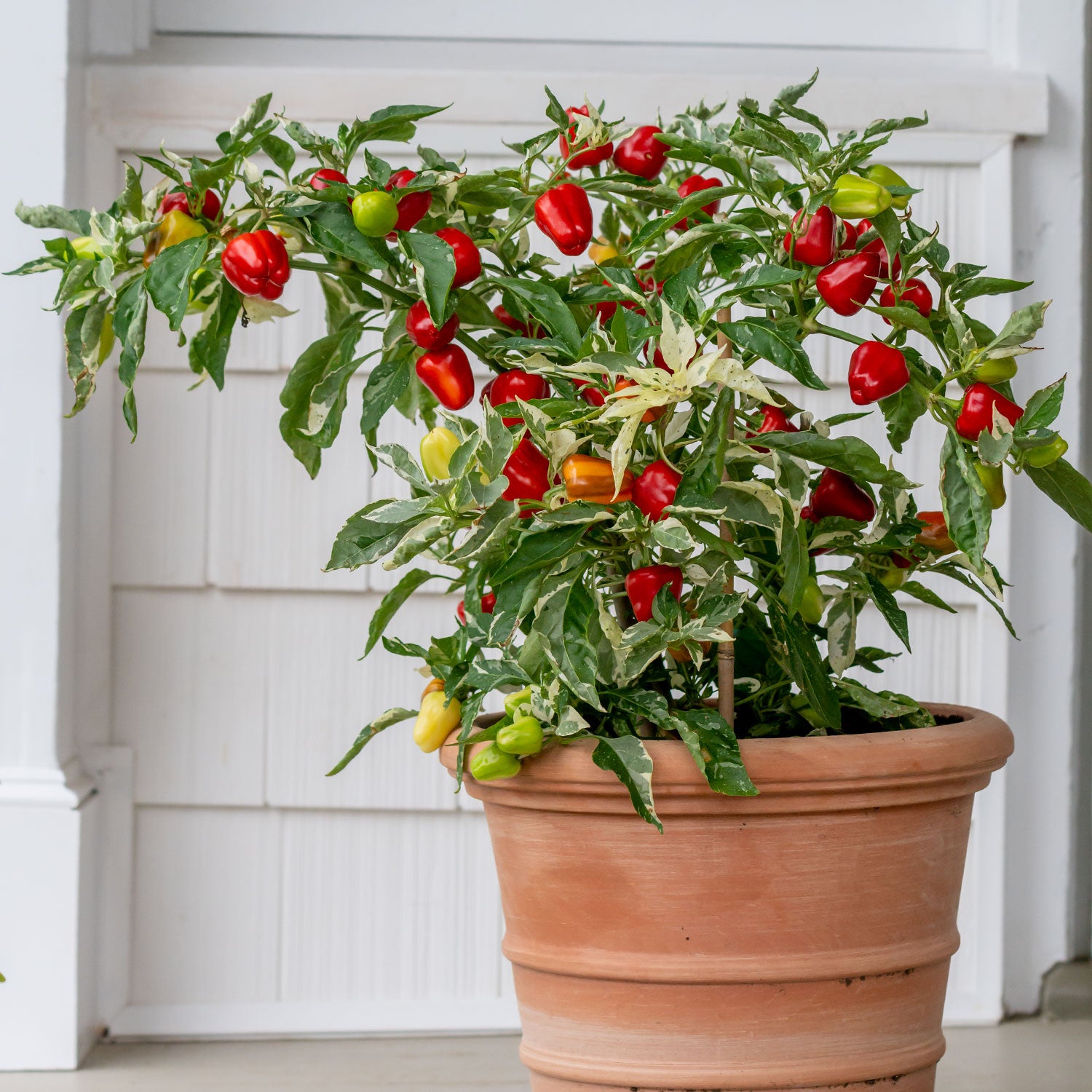Confetti Sweet Pepper