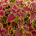 Copperhead Coleus