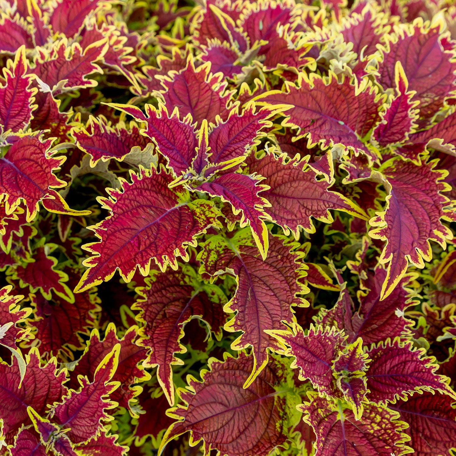 Copperhead Coleus