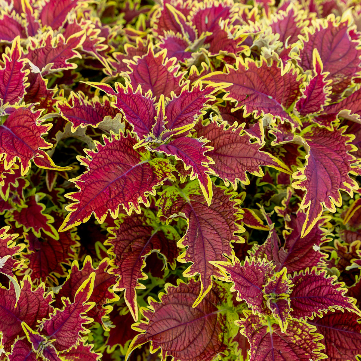 Copperhead Coleus