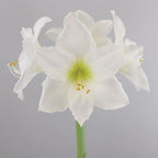 Christmas Gift Amaryllis Bulb