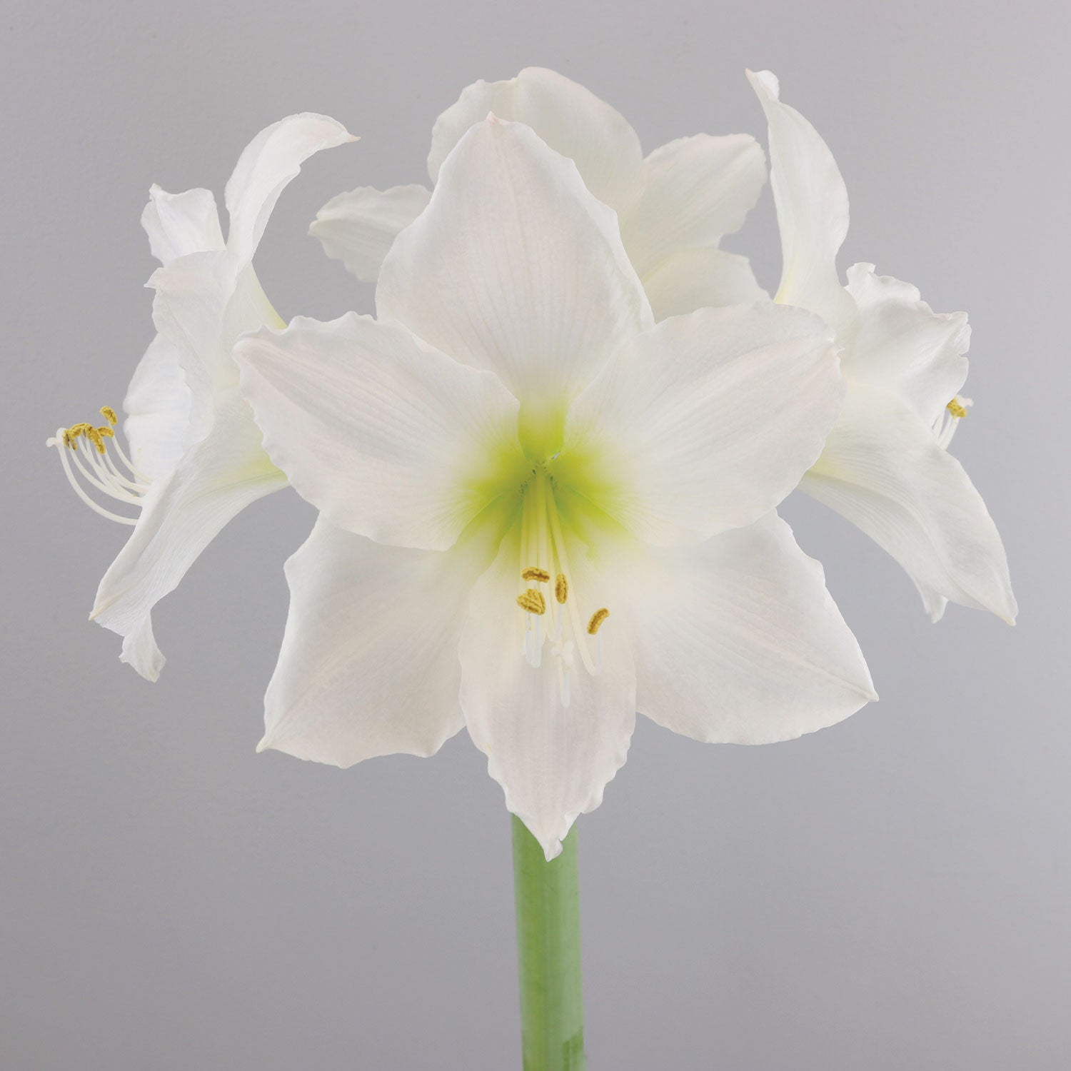 Christmas Gift Amaryllis Bulb