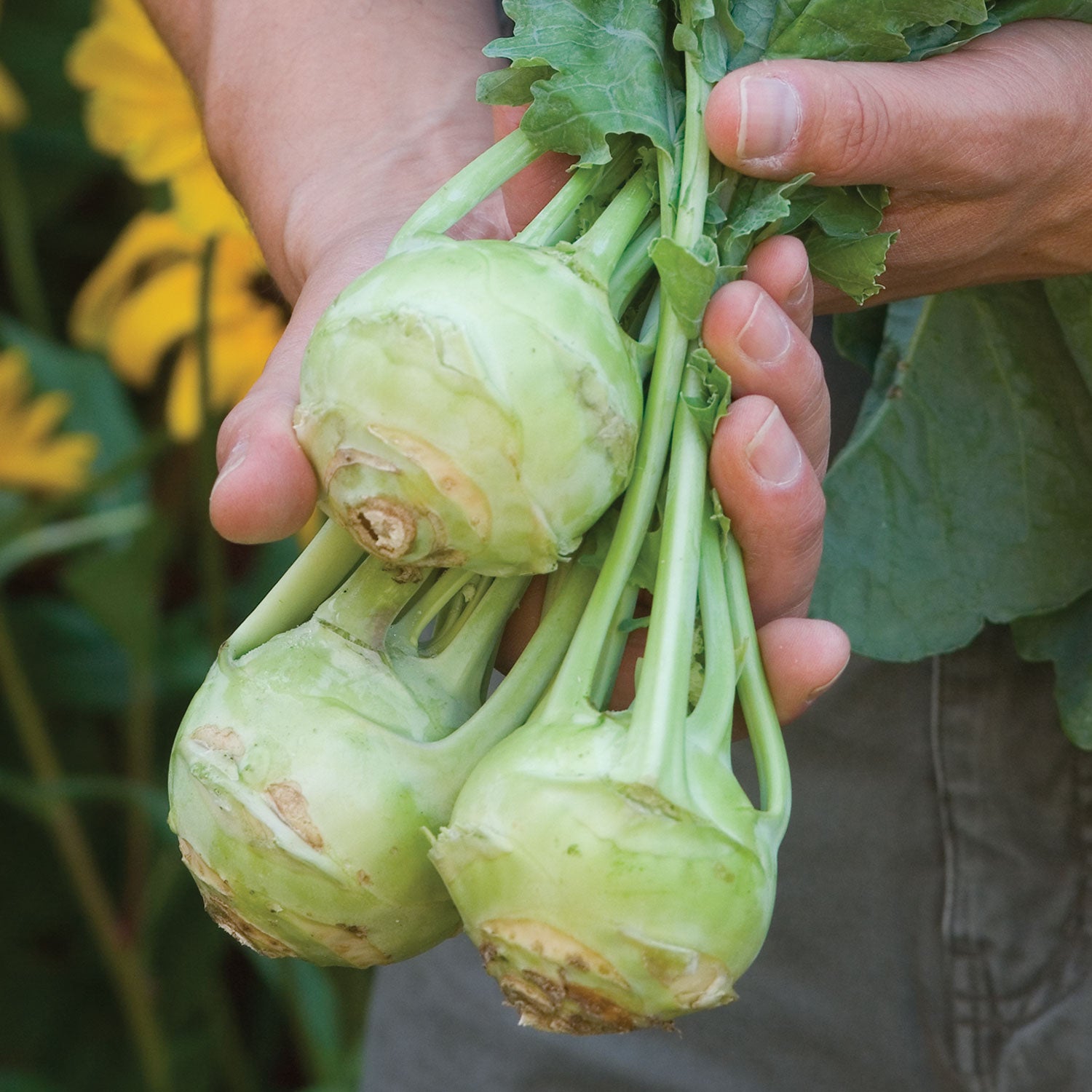 Sweet Vienna Kohlrabi