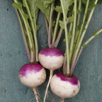 Purple Top White Globe Turnip