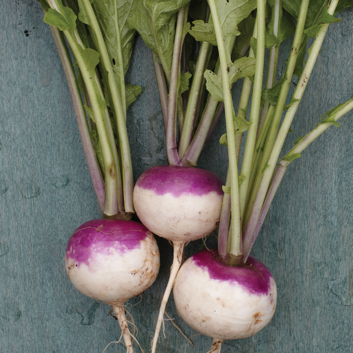 Purple Top White Globe Turnip