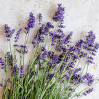 Forever Blue Lavandula Angustifolia