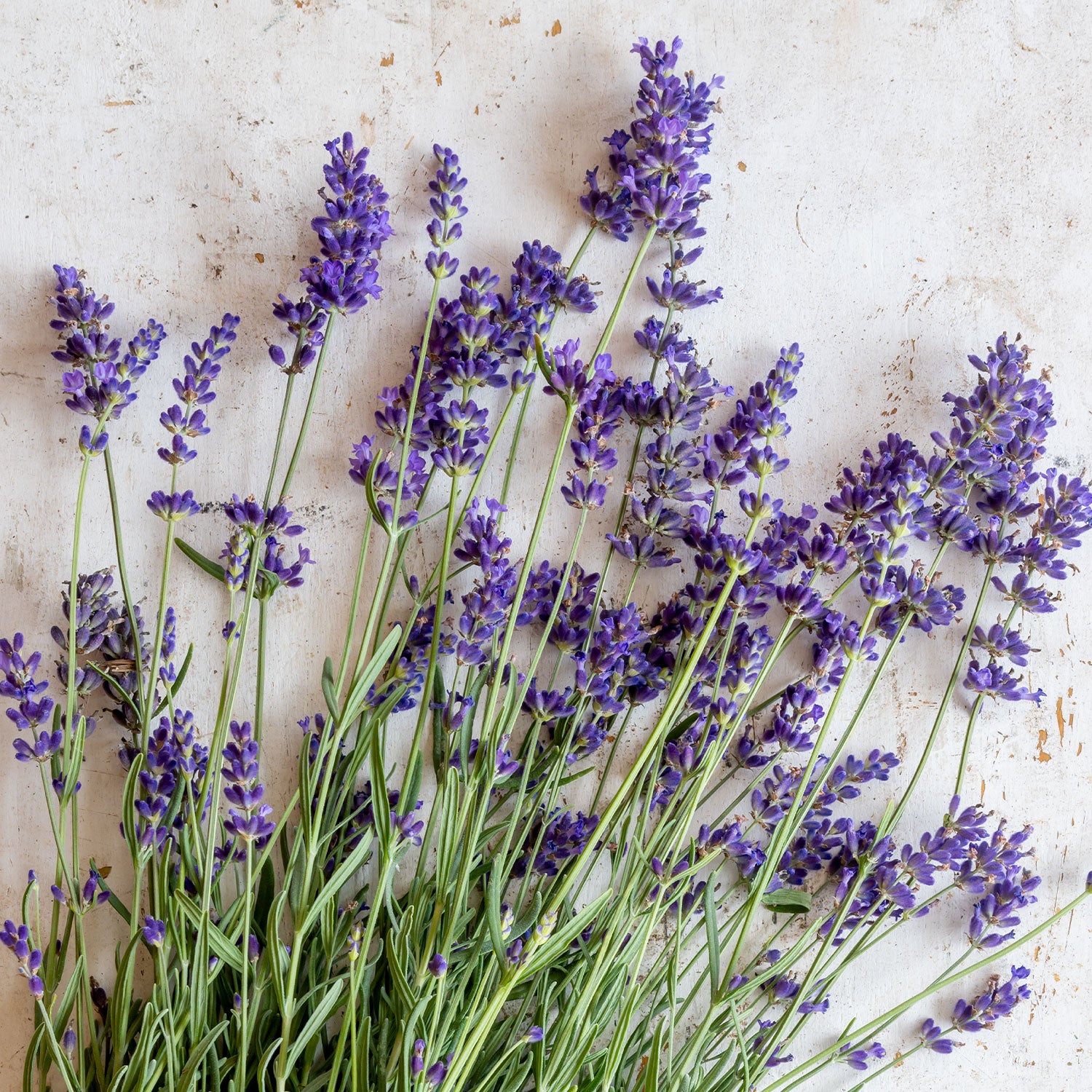 Forever Blue Lavandula Angustifolia