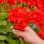 Big Red Geranium