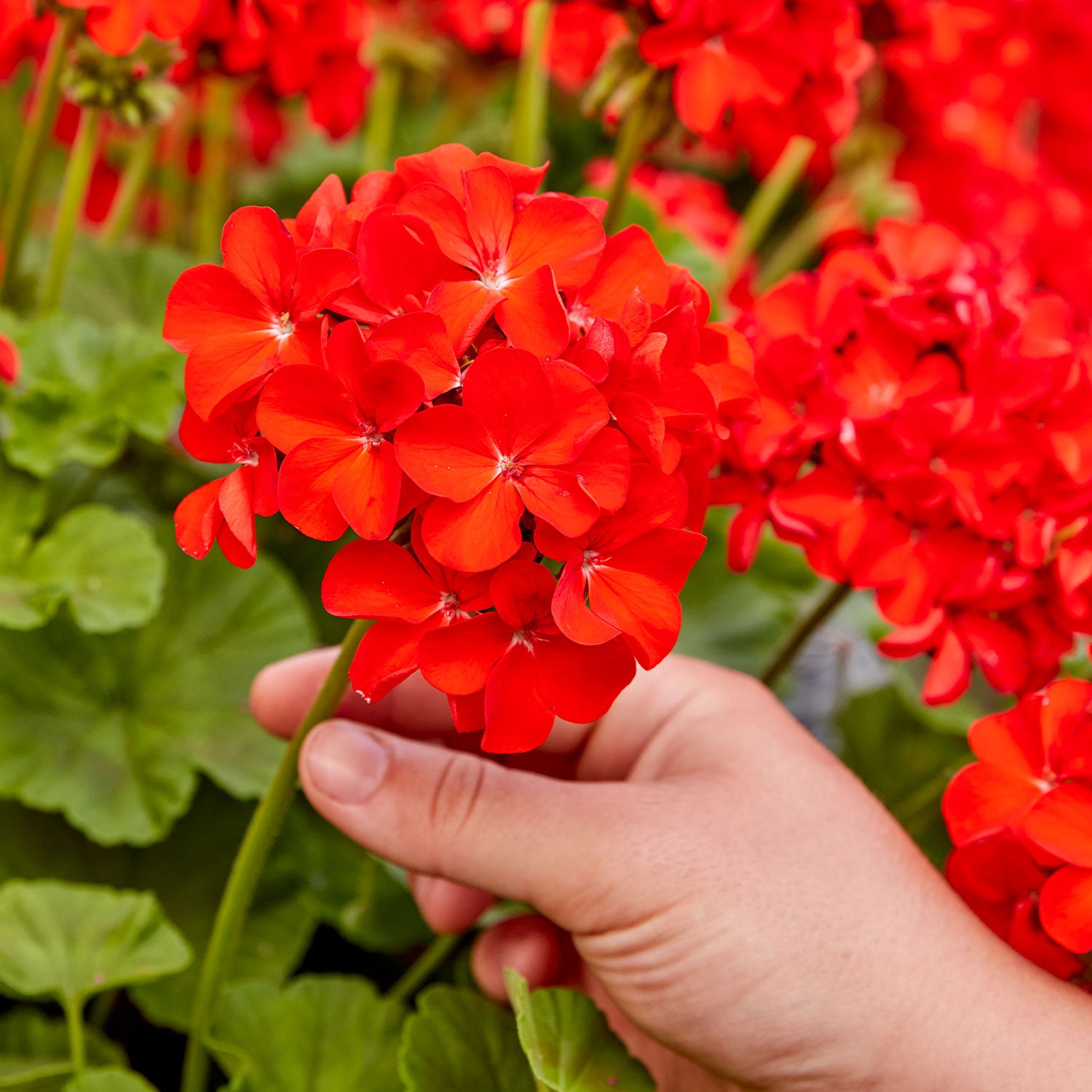 Big Red Geranium