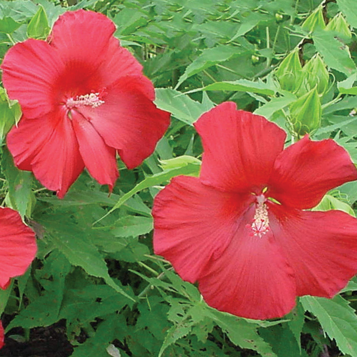 Lord Baltimore Hibiscus