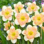 Daffodil, Peachy Dream