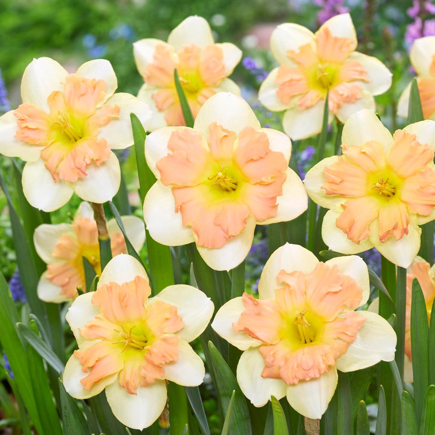 Daffodil, Peachy Dream