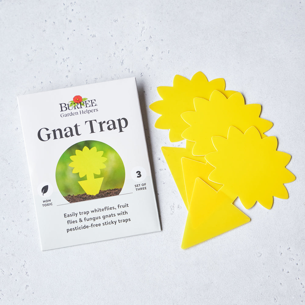 Sticky Gnat Trap