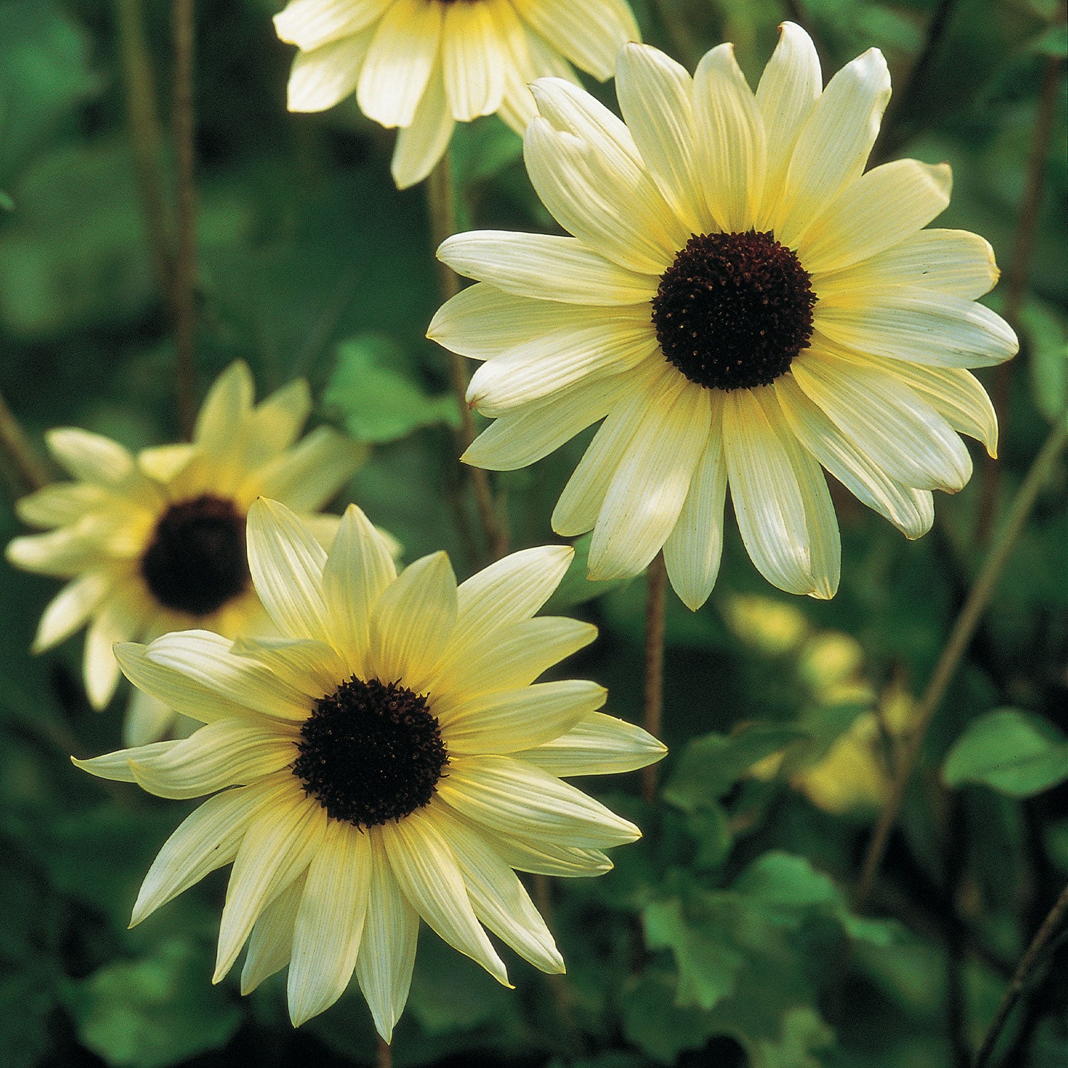 Italian White Sunflower