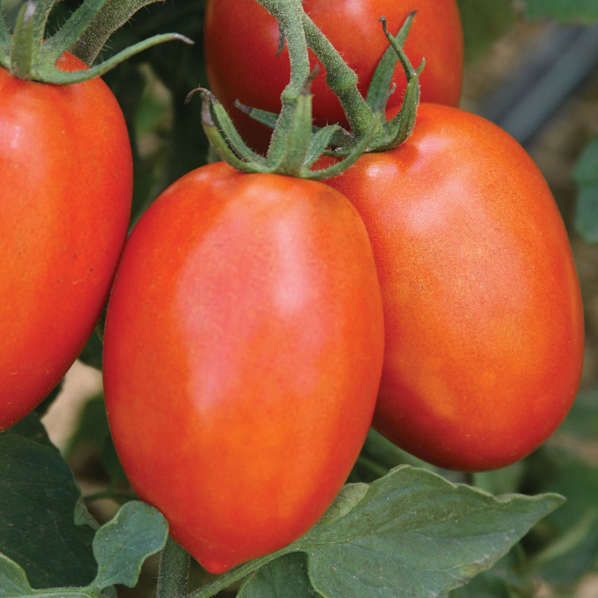 Roma Grande Tomato