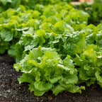 Buttercrunch Lettuce