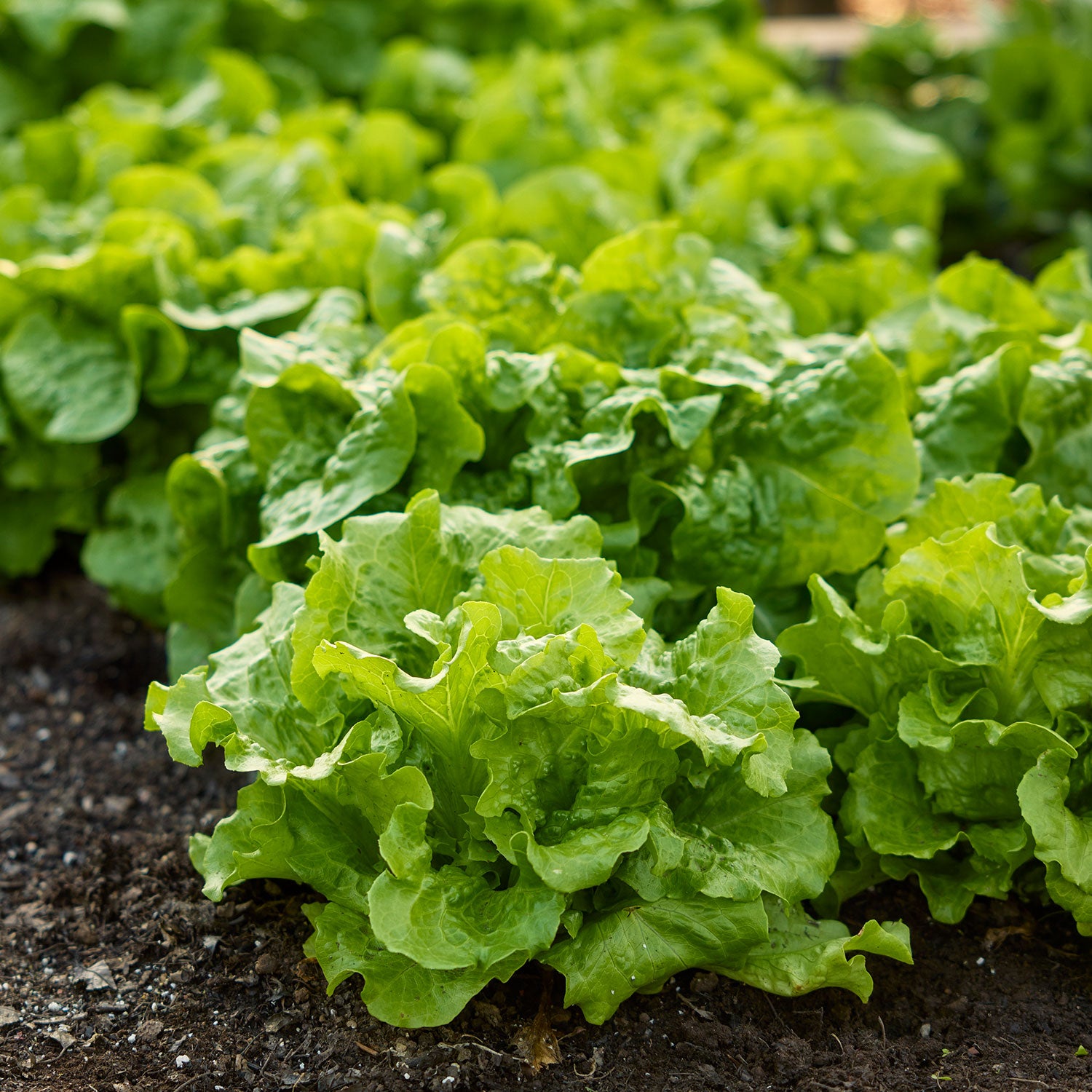 Buttercrunch Lettuce