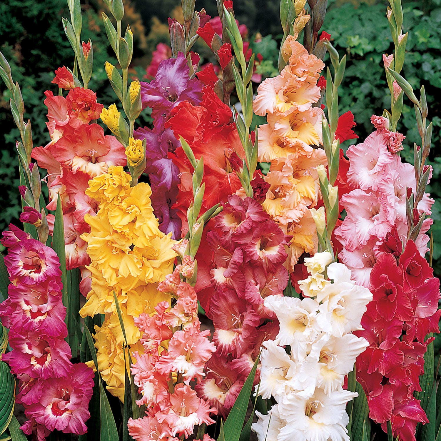 Fordhook Ruffled Pastel Mix Gladiolus Bulbs
