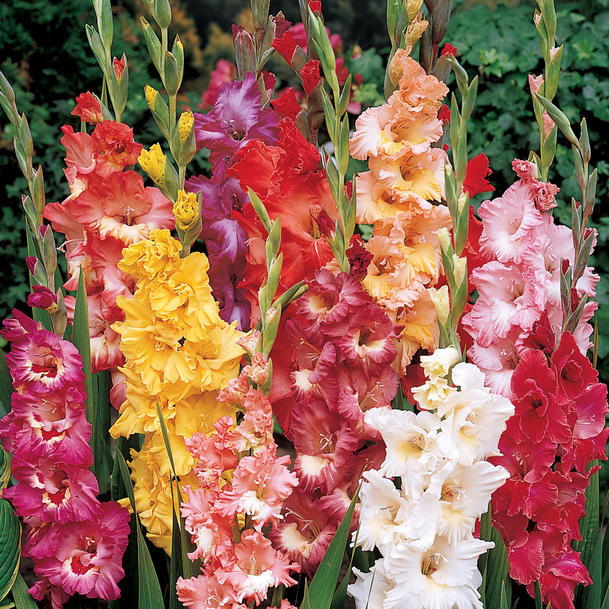 Fordhook Ruffled Pastel Mix Gladiolus Bulbs