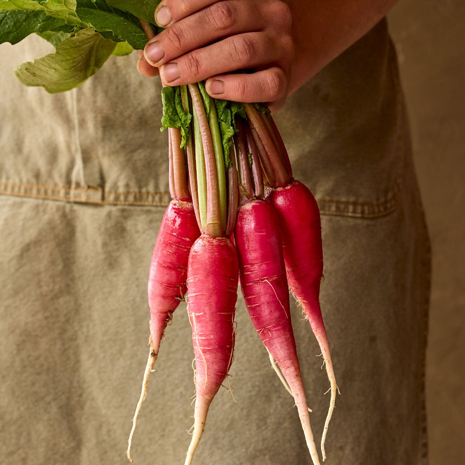 Salad Rose Radish