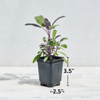 Purple Sage Herb