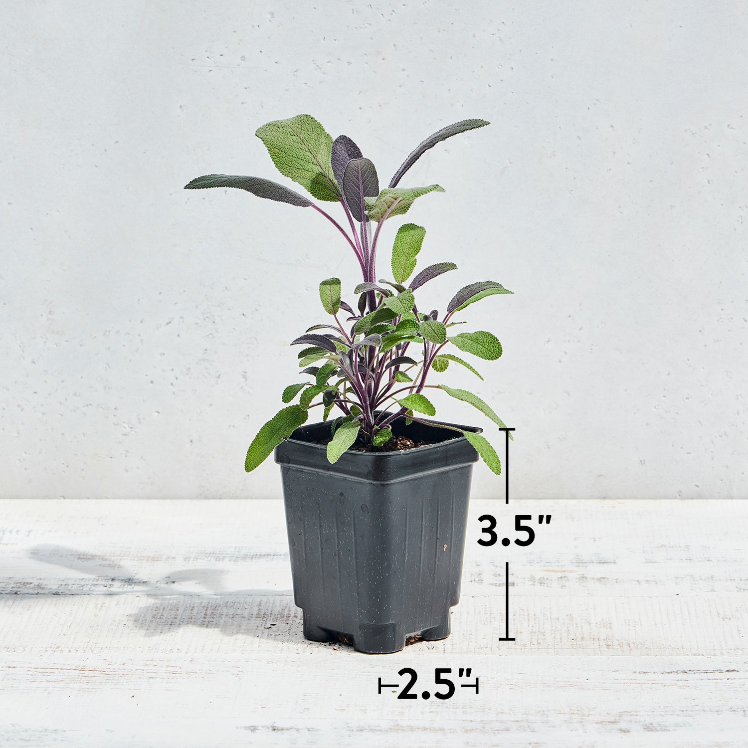 Purple Sage Herb