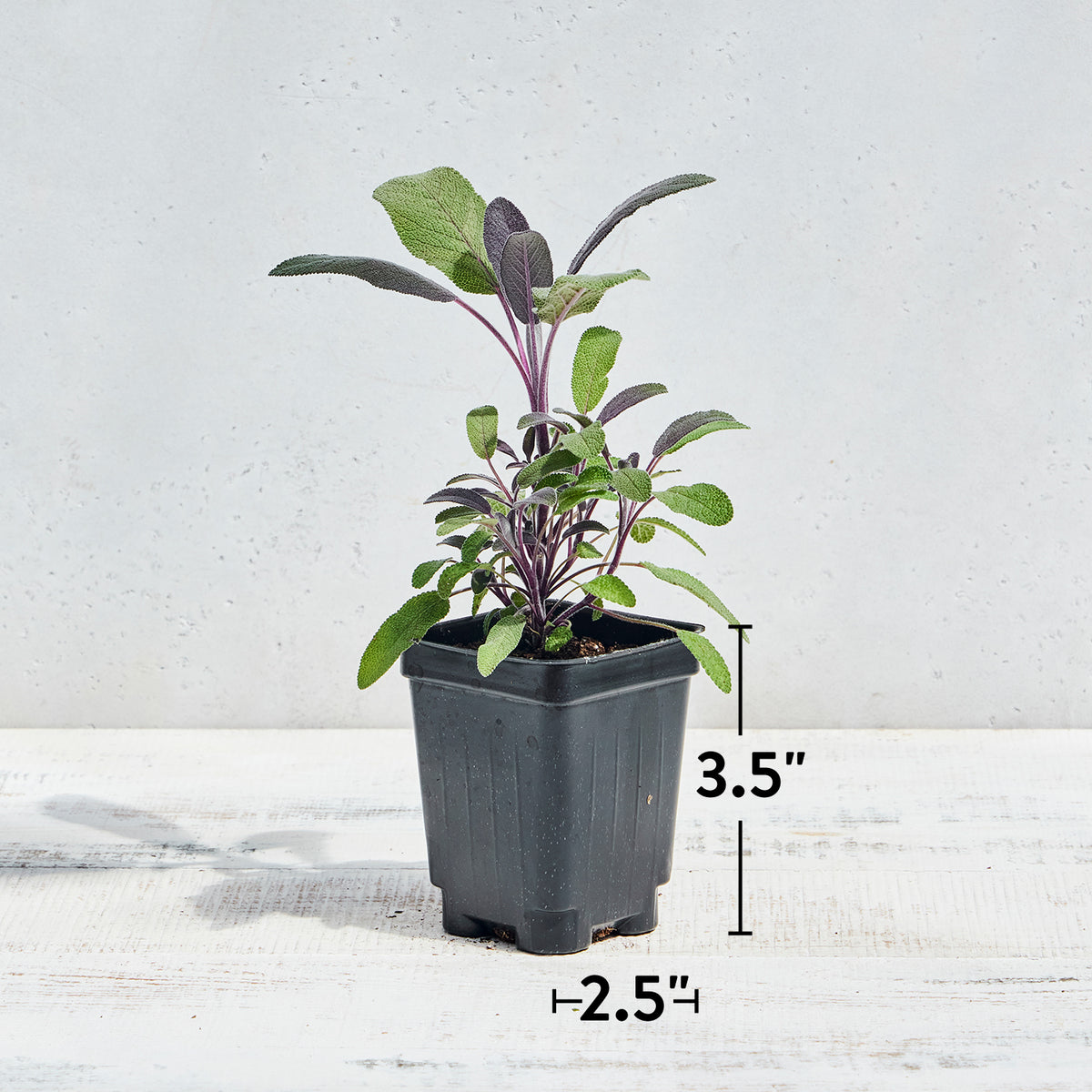 Purple Sage Herb