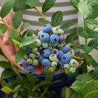Spartan Blueberry