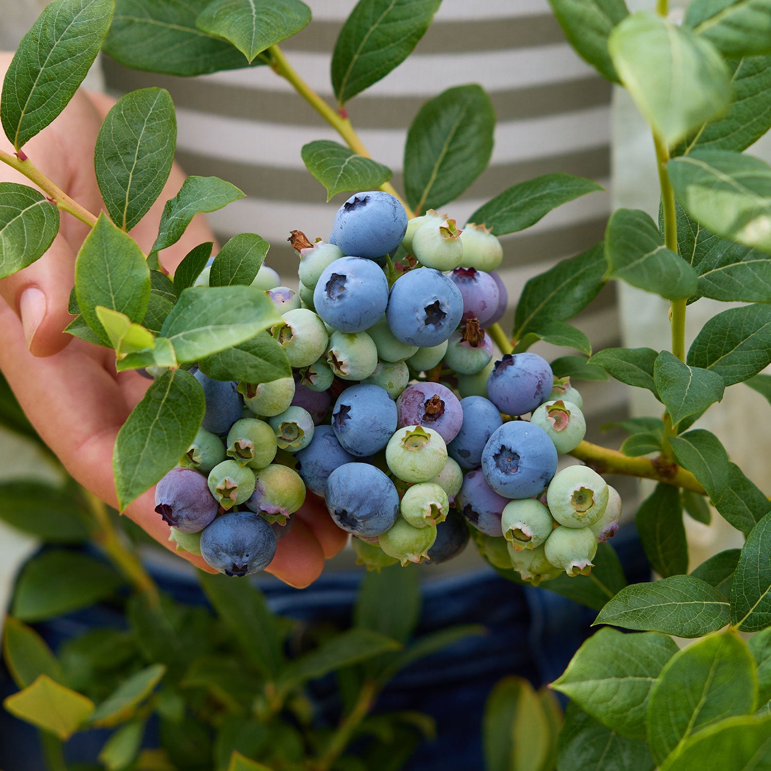 Spartan Blueberry
