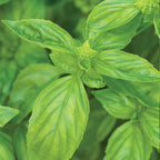 San Remo Basil