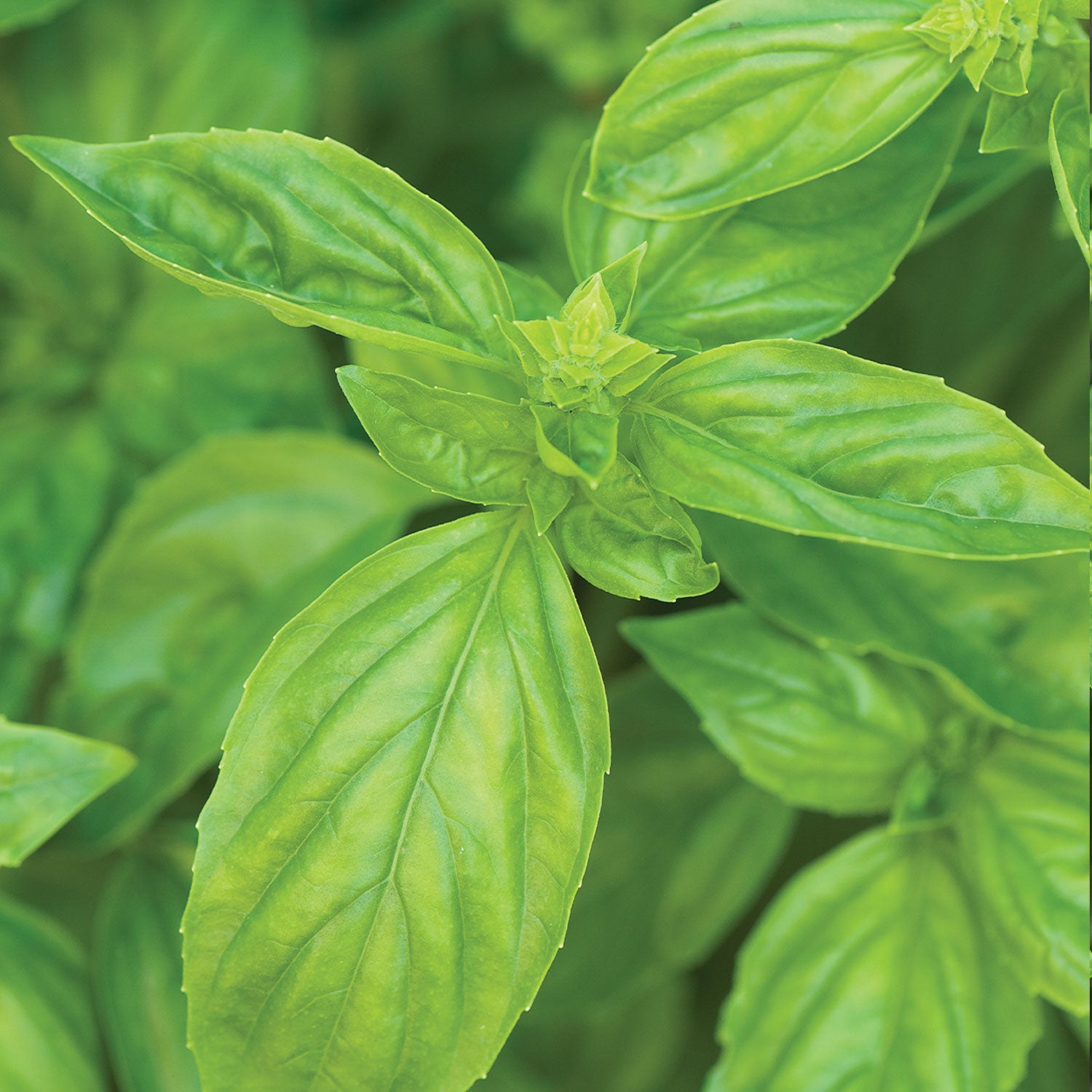 San Remo Basil