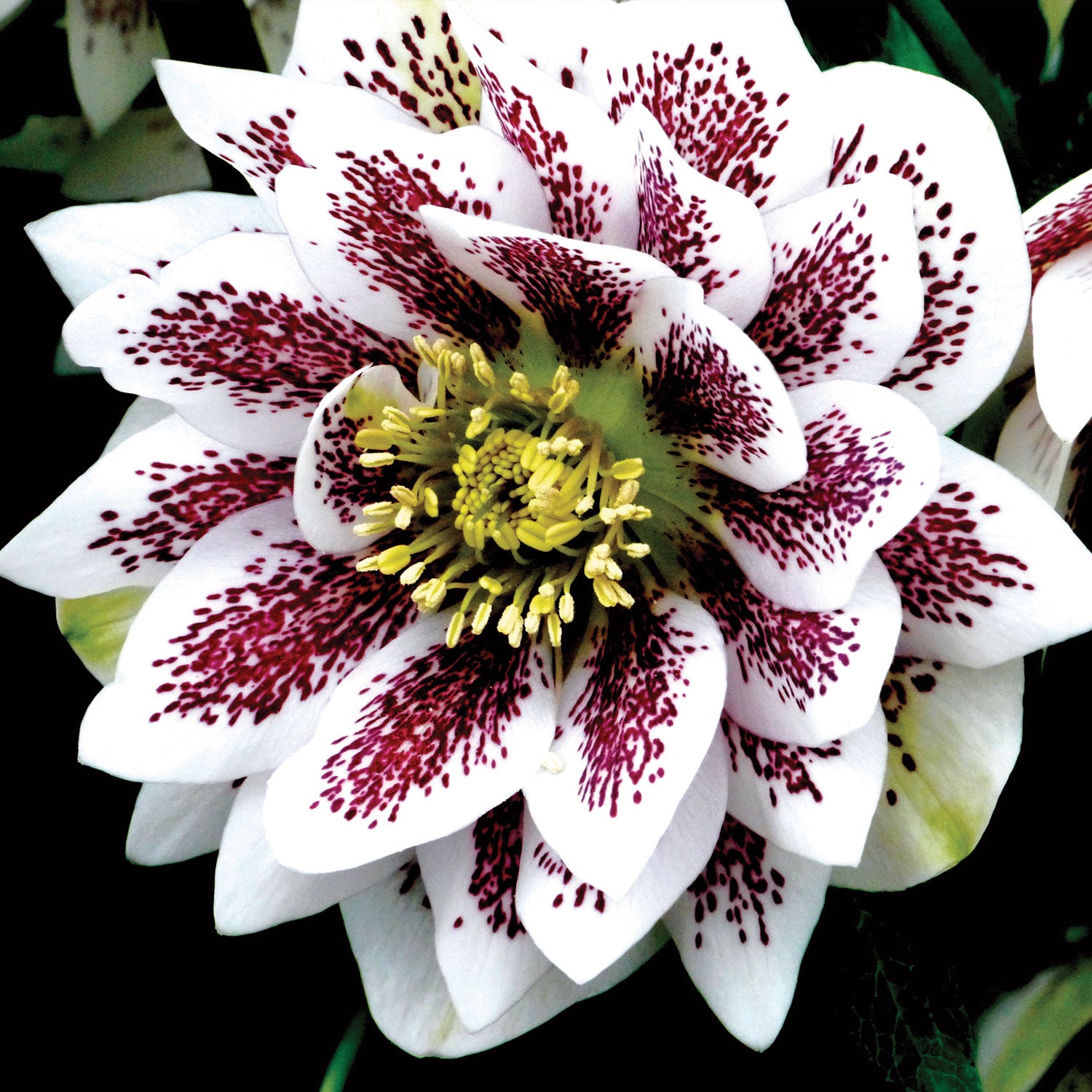 Winter Jewels Painted Doubles Hellebore