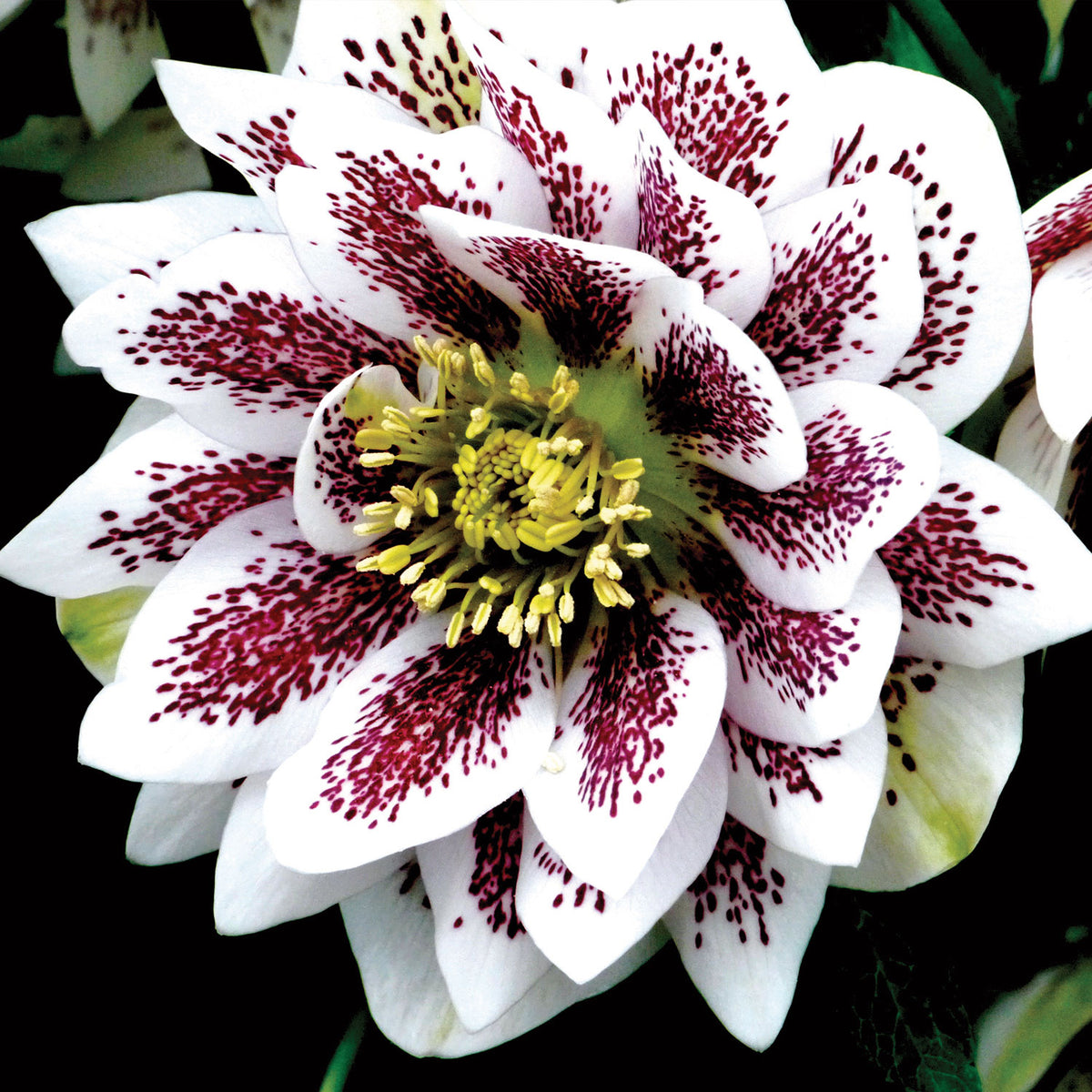 Winter Jewels Painted Doubles Hellebore