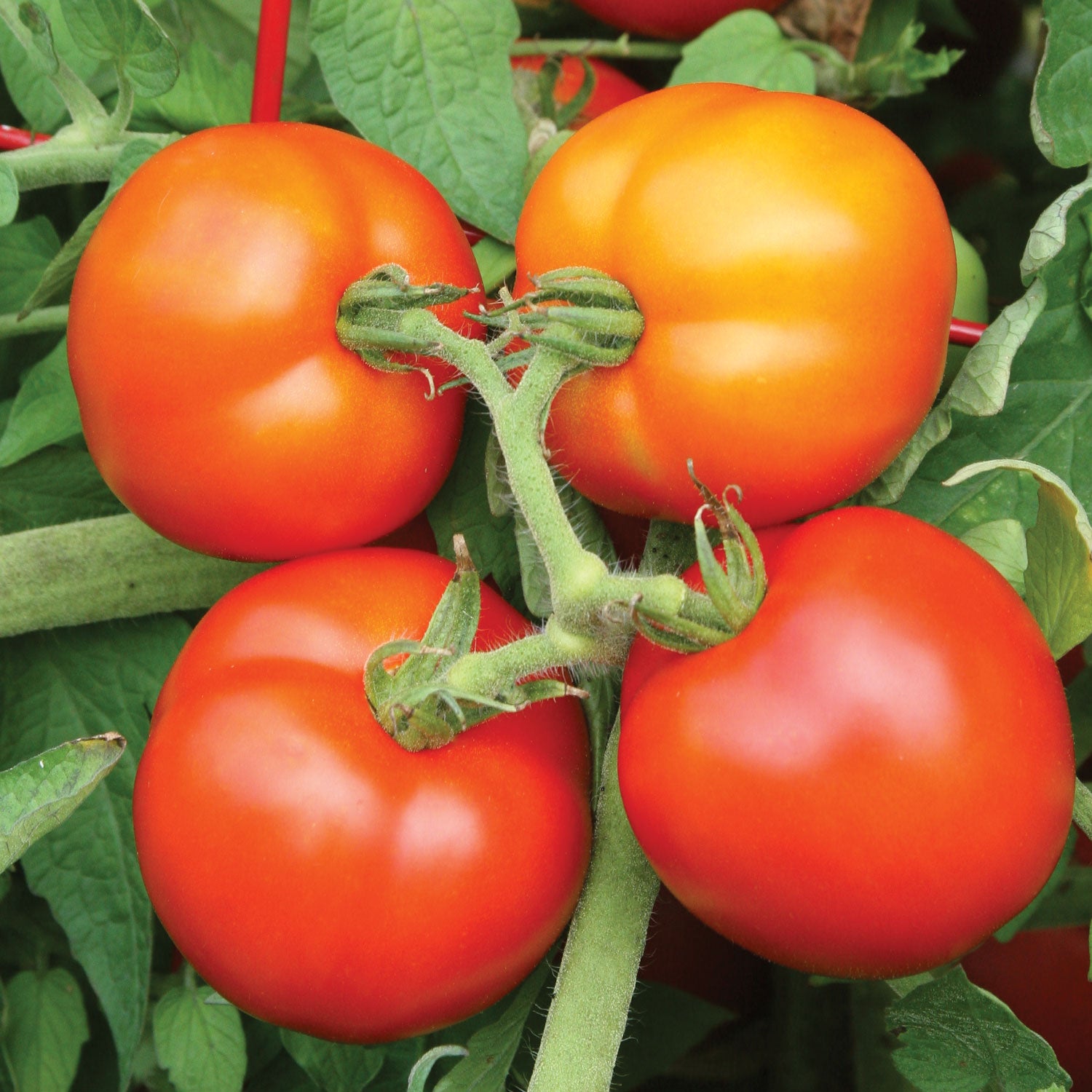 Oh Happy Day Tomato