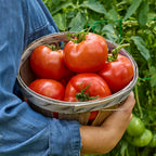 Burpee's Big Boy Tomato