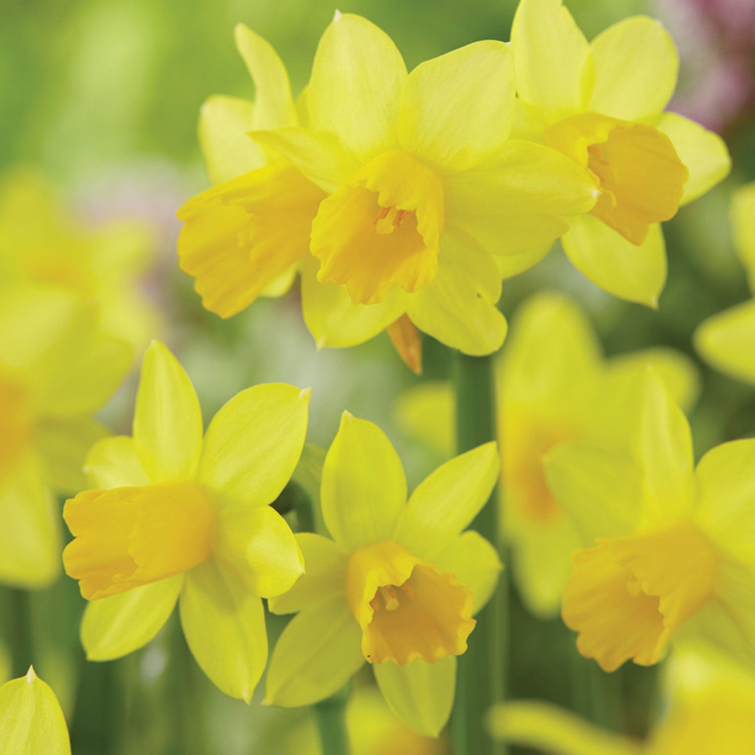 Tete A Tete Daffodil Bulbs