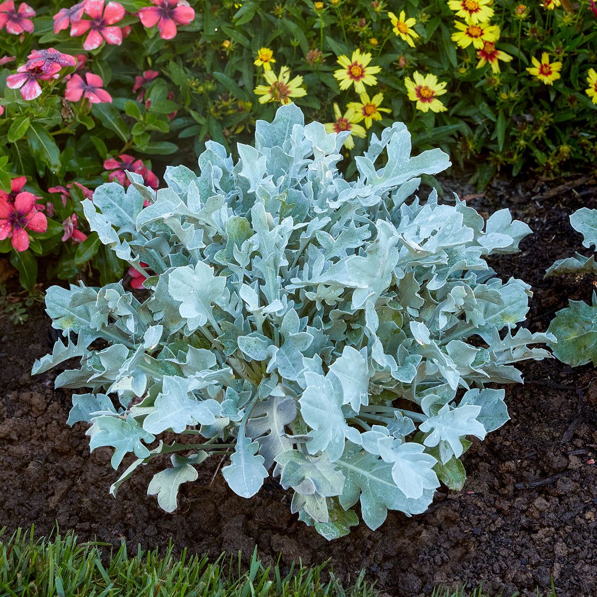 Silver Swirl Centaurea